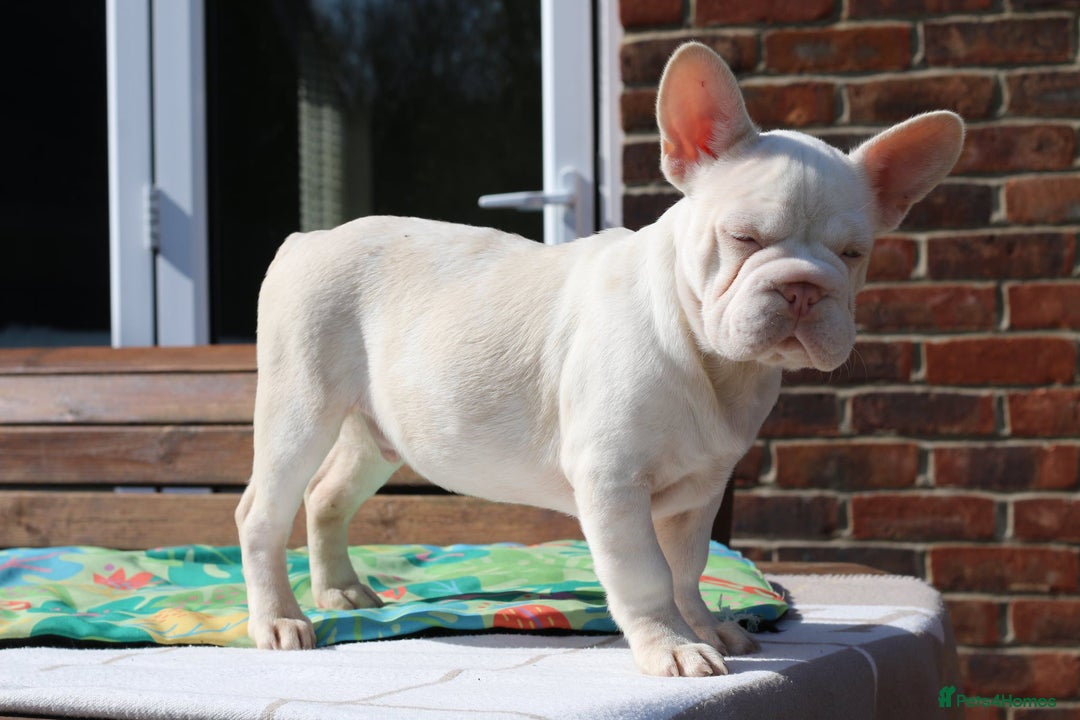 French Bulldog dogs for sale: Stunning merle boy  - Image 2