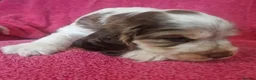 Cocker Spaniel dogs for sale: Gorgeous KC Health Tested Show Pups - Advert 31