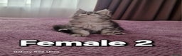 Maine Coon cats for sale: Pure Maine coon - Advert 21