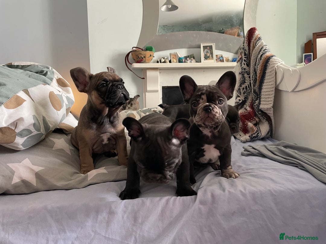 French Bulldog dogs for sale: Three boys left  - Advert 2