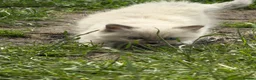 Ragdoll cats for sale: 4 Full Breed Ragdolls - Advert 11