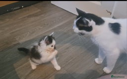 Mixed Breed cats for sale: 7 gorgeous kittens READY NOW - Image 10