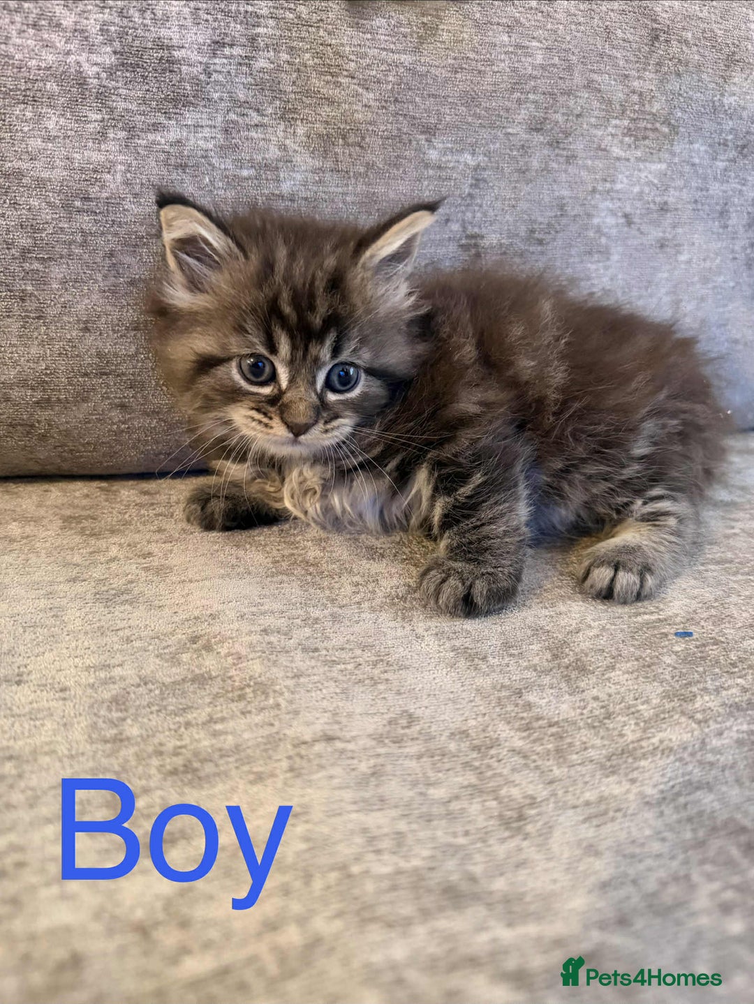 Maine Coon cats for sale: Pure Maine coon kittens - Advert 1