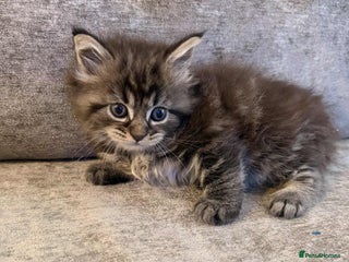 Maine Coon cats Pure Maine coon kittens - Advert 2