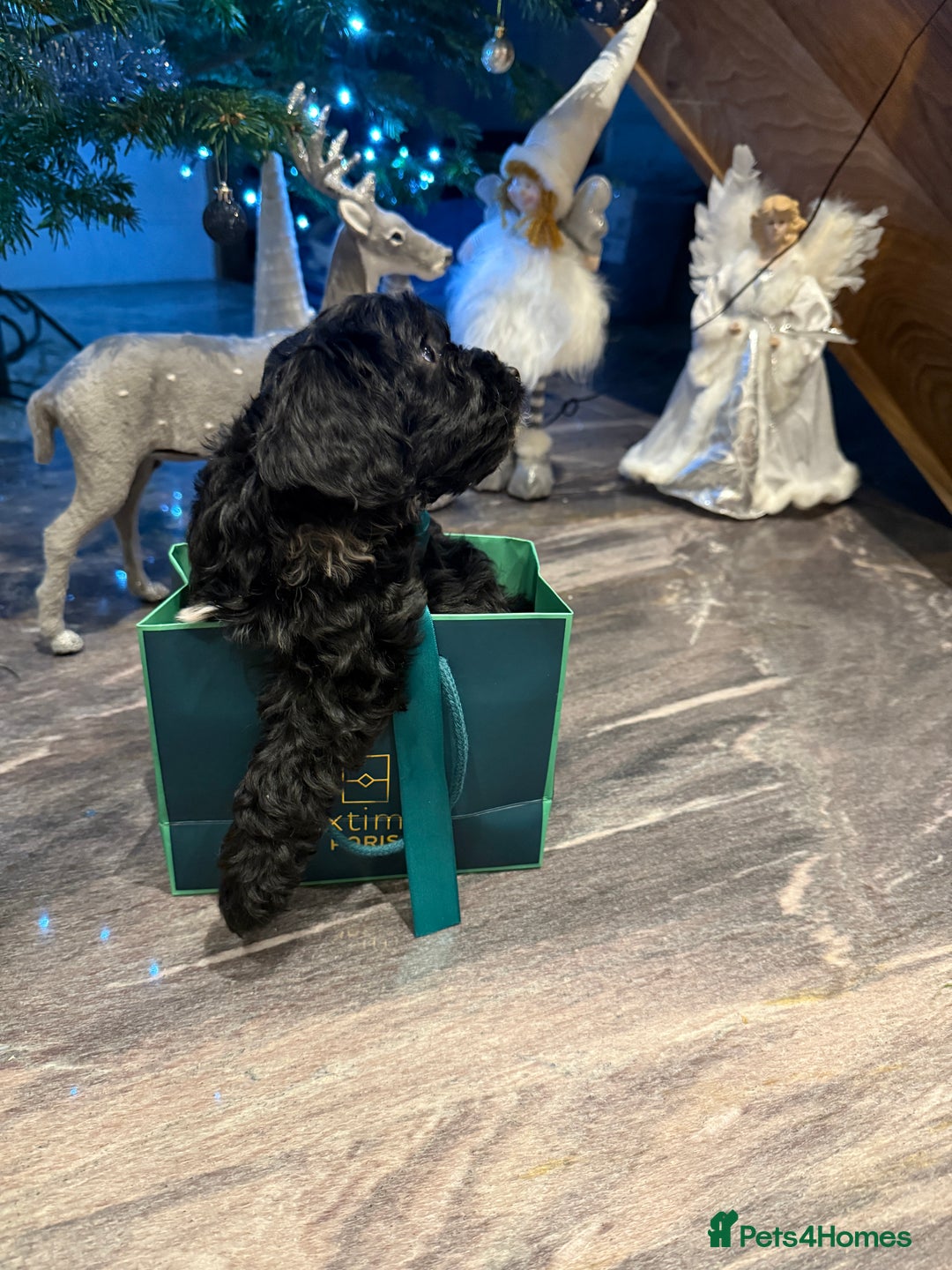 Cockapoo dogs for sale: Beautiful Cockapoo miniature (toy) black, tuxedo - Advert 1