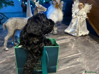 Cockapoo dogs Beautiful Cockapoo miniature (toy) black, tuxedo - Advert 1