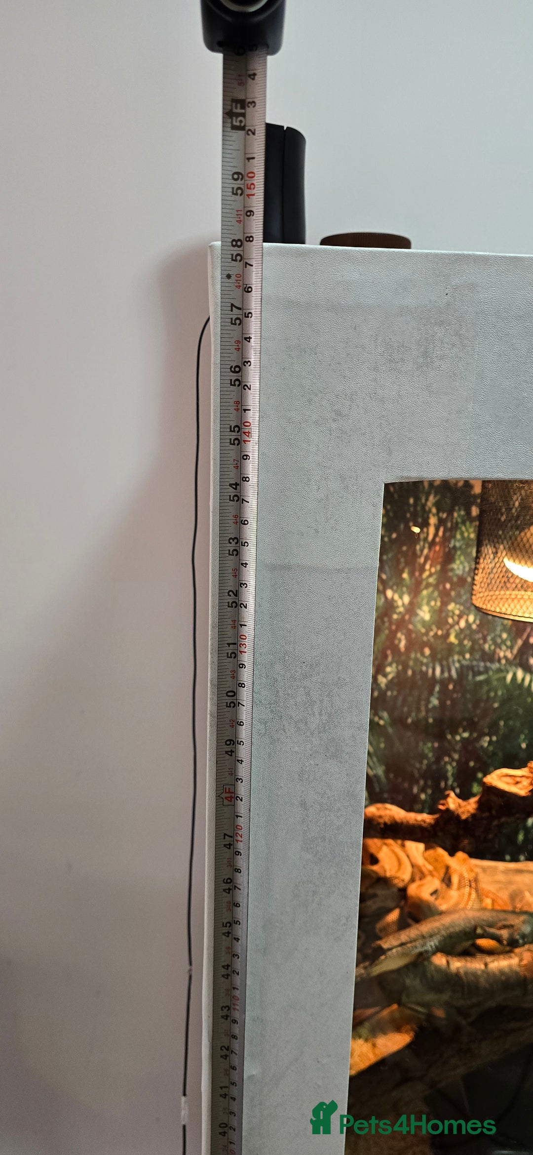 Boa Snake reptiles for sale: Large Snake Vivarium Setup + 2 Boa Constrictors - Advert 26