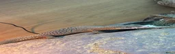 Monitor reptiles for sale: unsexed ackie monitor - Advert 4