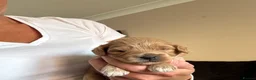 Cavapoo dogs for sale: Fully health checked, family raised Cavapoos - Advert 5