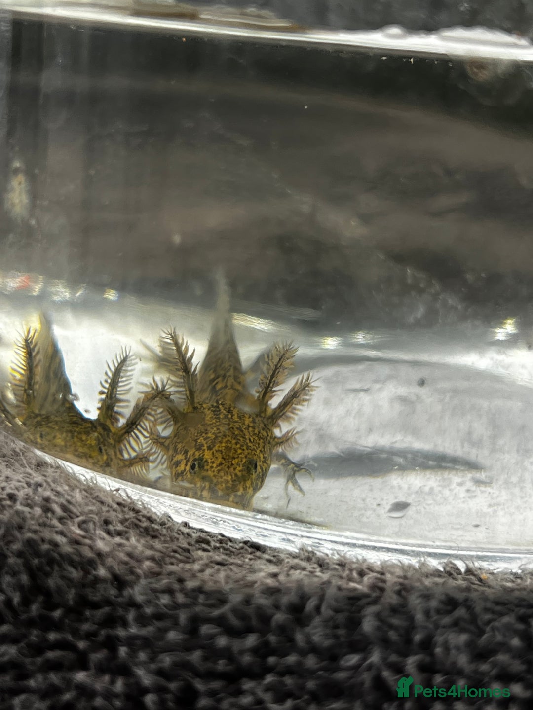 Axolotl reptiles for sale: Juvenile Wild-Type Axolotls - Image 6