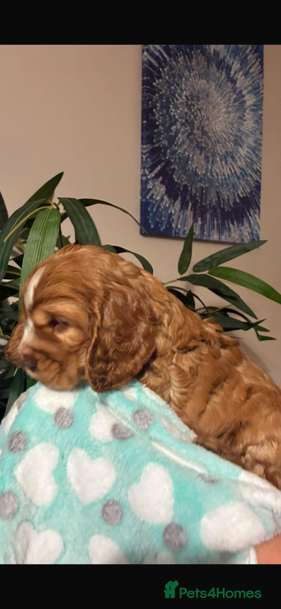 Cocker Spaniel dogs Kc reg show type cockers - Advert 2