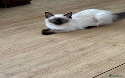 Ragdoll cats for sale: Seal point ragdoll girl GCCF registered - Image 7