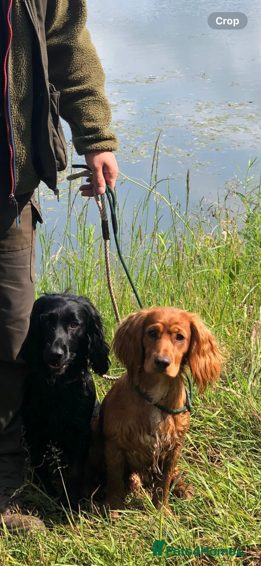 Cocker Spaniel dogs for stud: PROVEN / Health test - Kc red working cocker stud - Advert 9