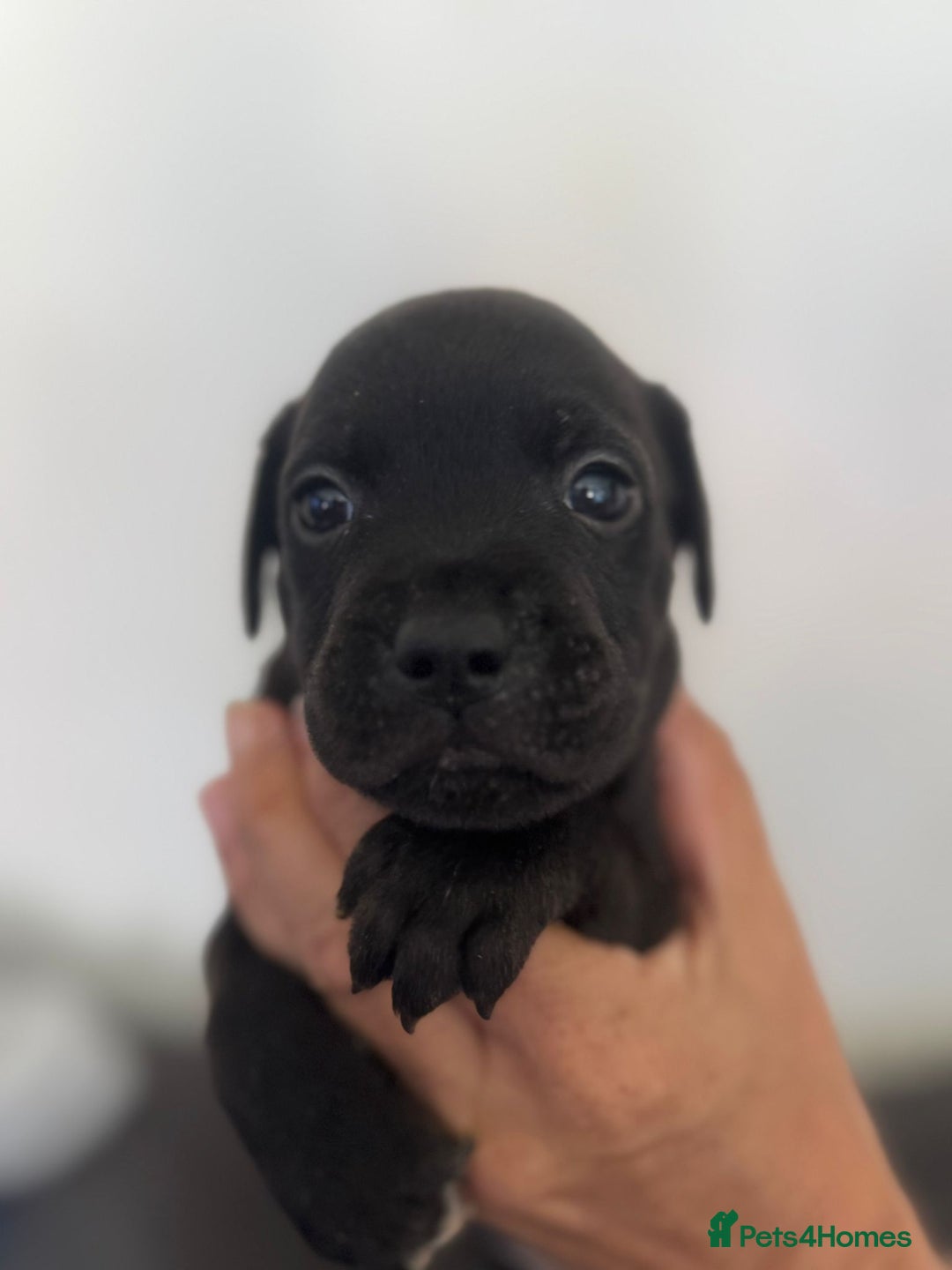Staffordshire Bull Terrier dogs for sale: Staffordshire bull terrier pups - Image 3