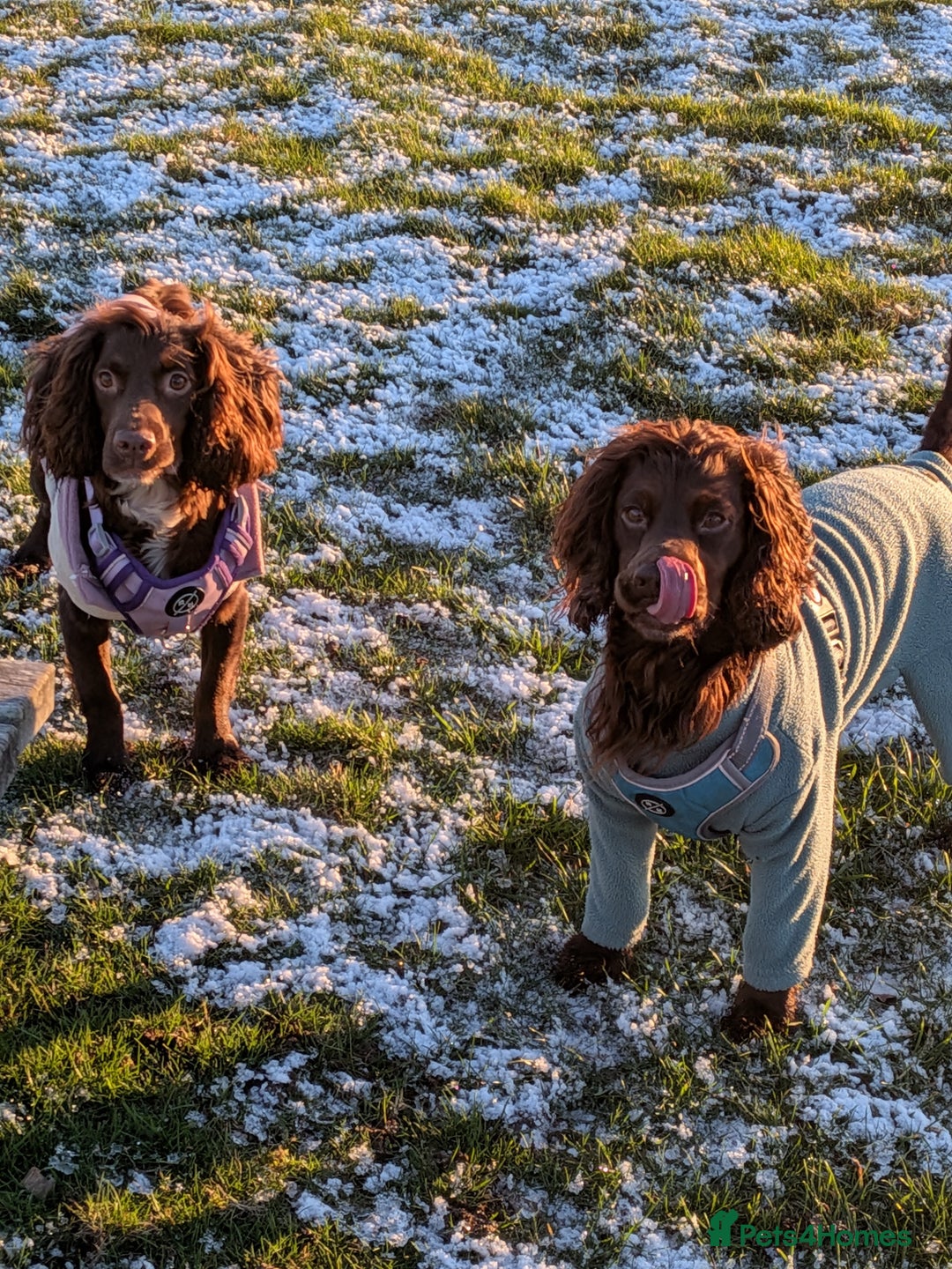 Cocker Spaniel dogs for sale: 1 MALE KC DNA CLEAR PUP TO RESERVE - Advert 9