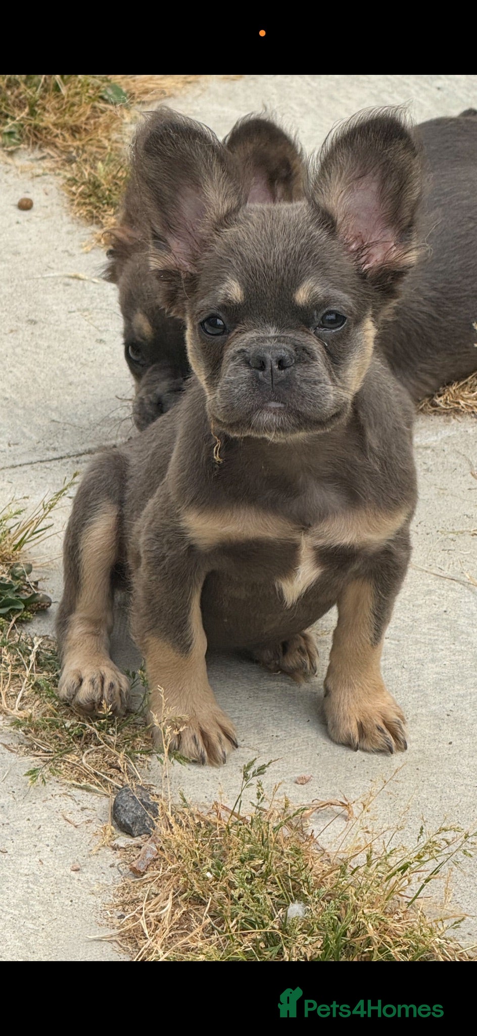 French Bulldog dogs Kc registered fluffy French bulldog pups  - Advert 2