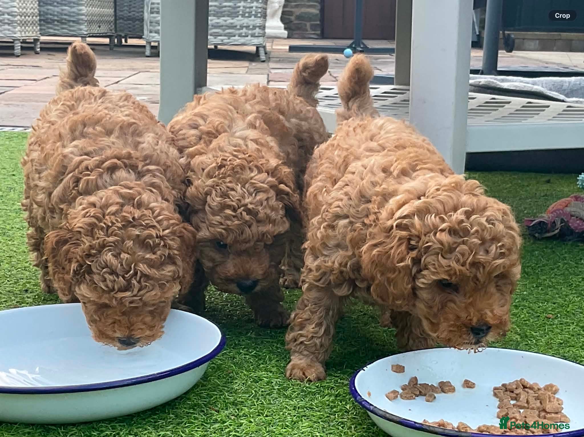 Toy Poodle dogs 3 Adorable Male Red Toy Poodle Puppies - Advert 1