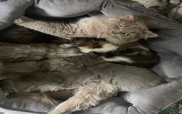 Persian cats for sale: Purebred Persian kitten  - Image 9