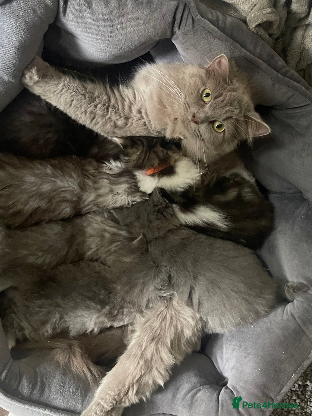 Persian cats for sale: Purebred Persian kitten  - Image 9