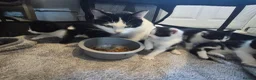 Mixed Breed cats for sale: Gorgeous mixed Breed kittens  - Advert 6