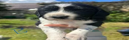 Springador dogs for sale: Springador Puppies - Advert 15