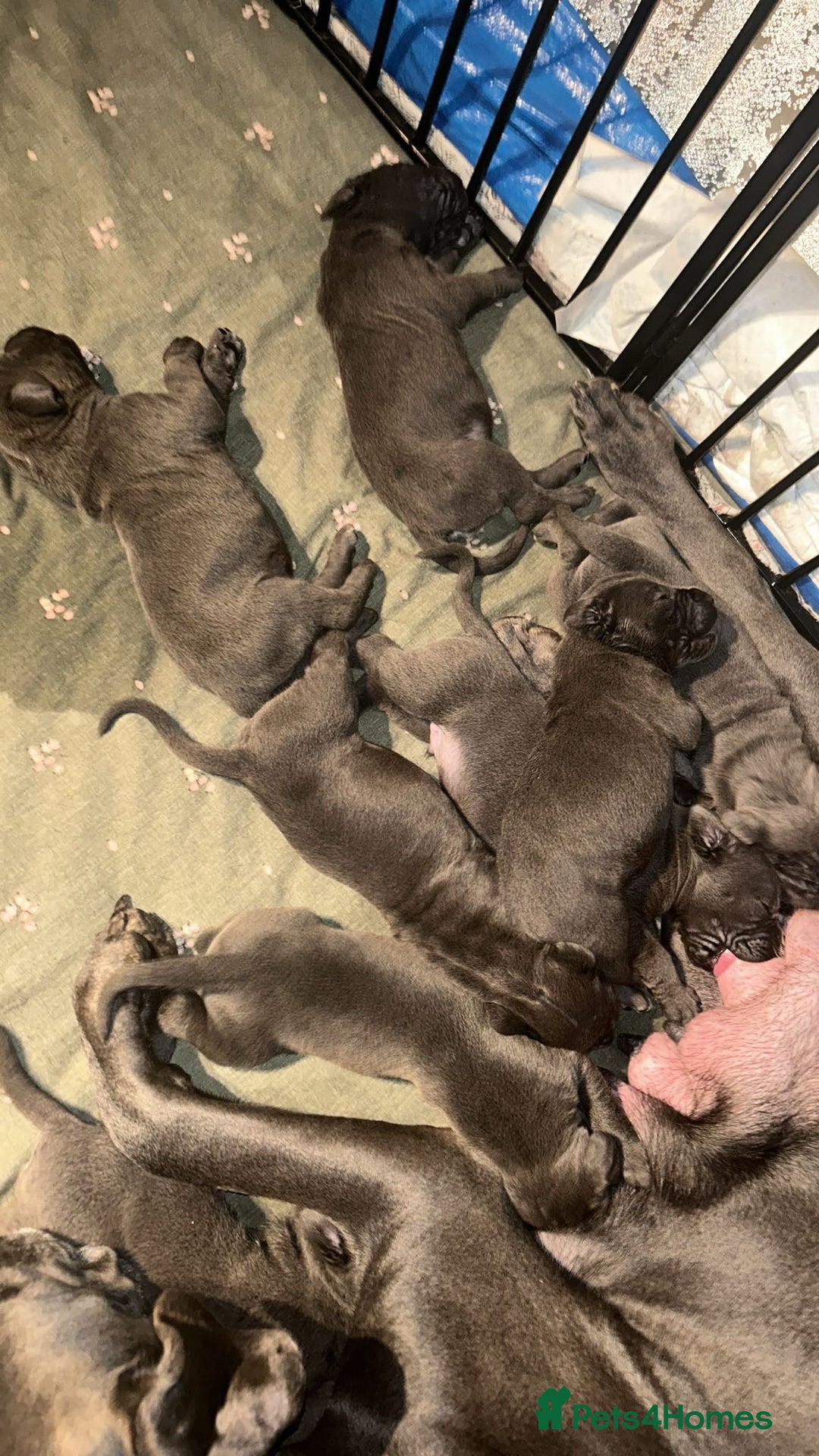 Cane Corso dogs for sale: Pure Blue Cane Corso puppies for sale - Advert 11