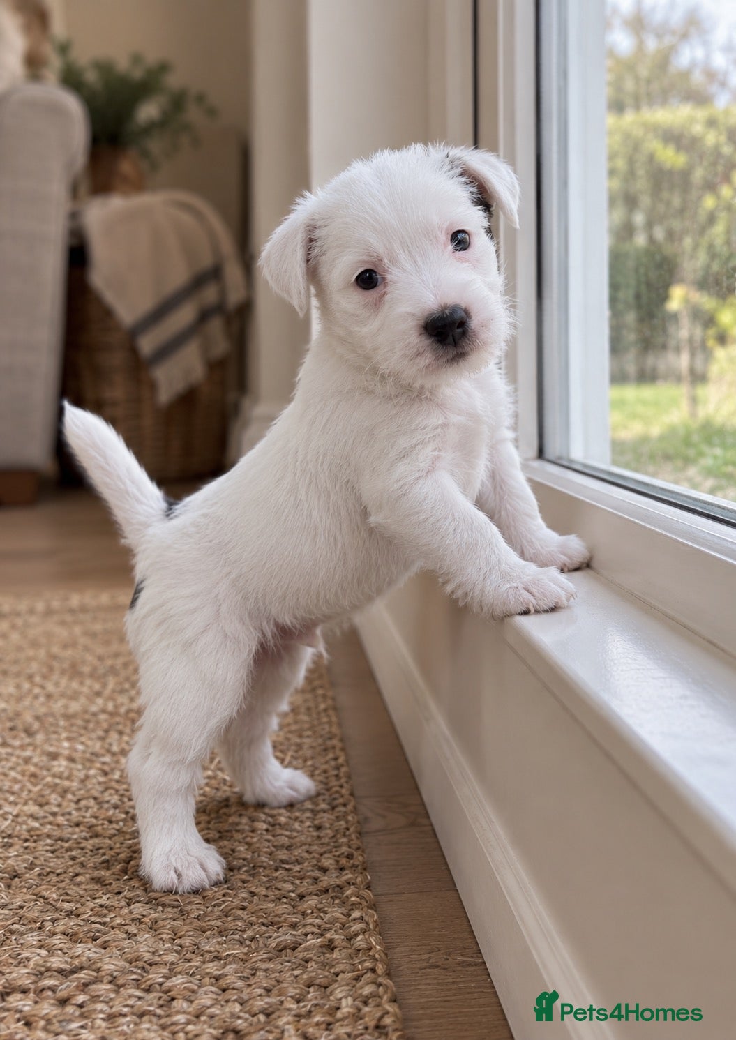 Parson Russell dogs Quality Parson Russell Puppies - Advert 15