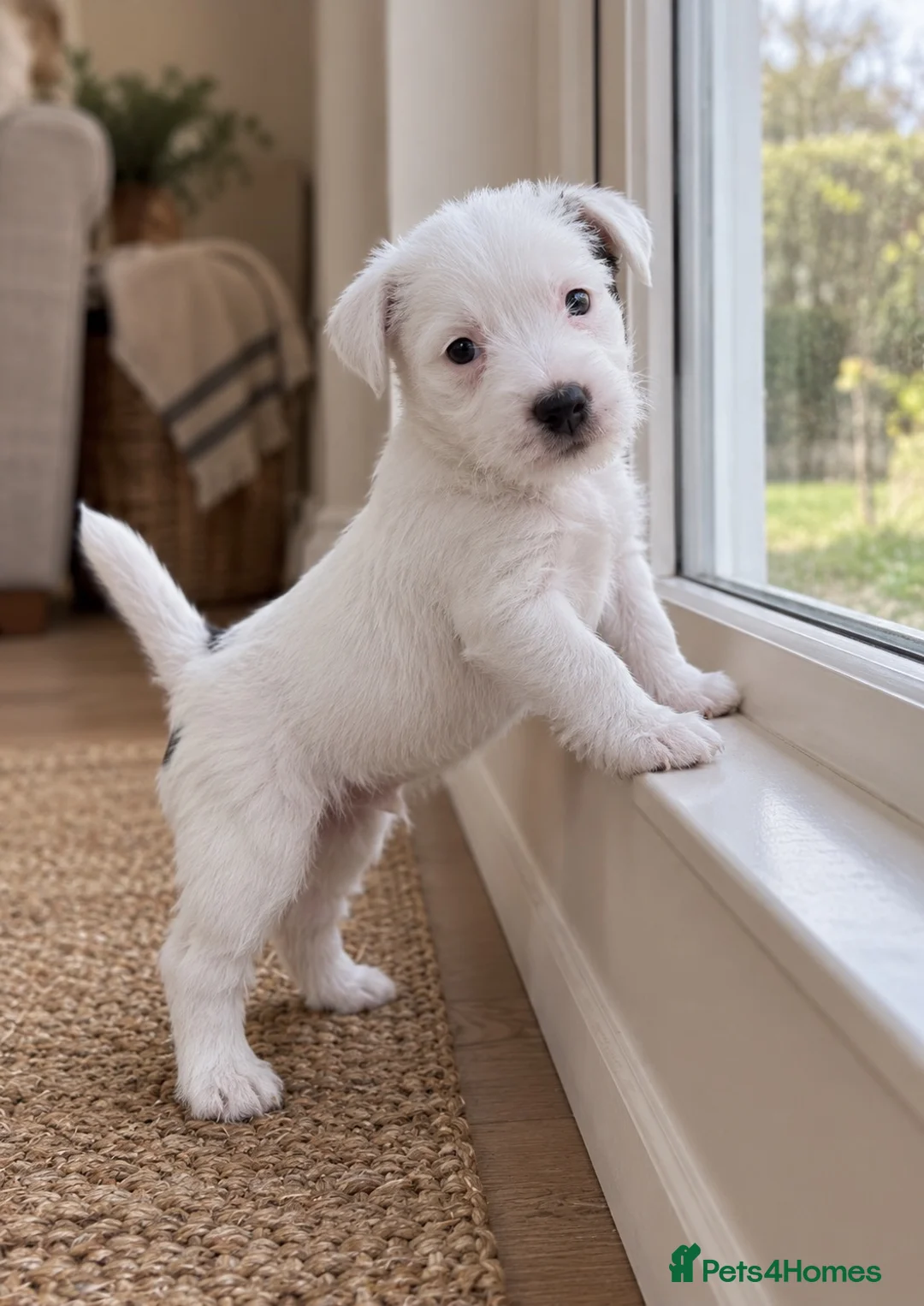 Parson Russell dogs for sale: Quality Parson Russell Puppies - Advert 1