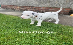 Dalmatian dogs for sale: KC Registered Dalmatian Puppies (Scotland) - Image 4