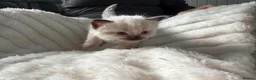 Ragdoll cats for sale: Mink ragdoll kittens  - Advert 17