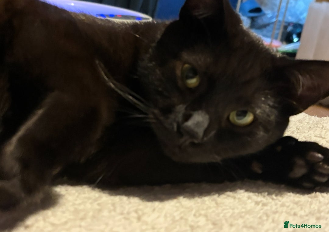 Domestic Shorthair cats for sale: twin males bonded pair - Advert 2