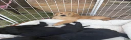 Mixed Breed dogs for sale: Stunning litter Flat coat x golden retriever  in Telford - Advert 15