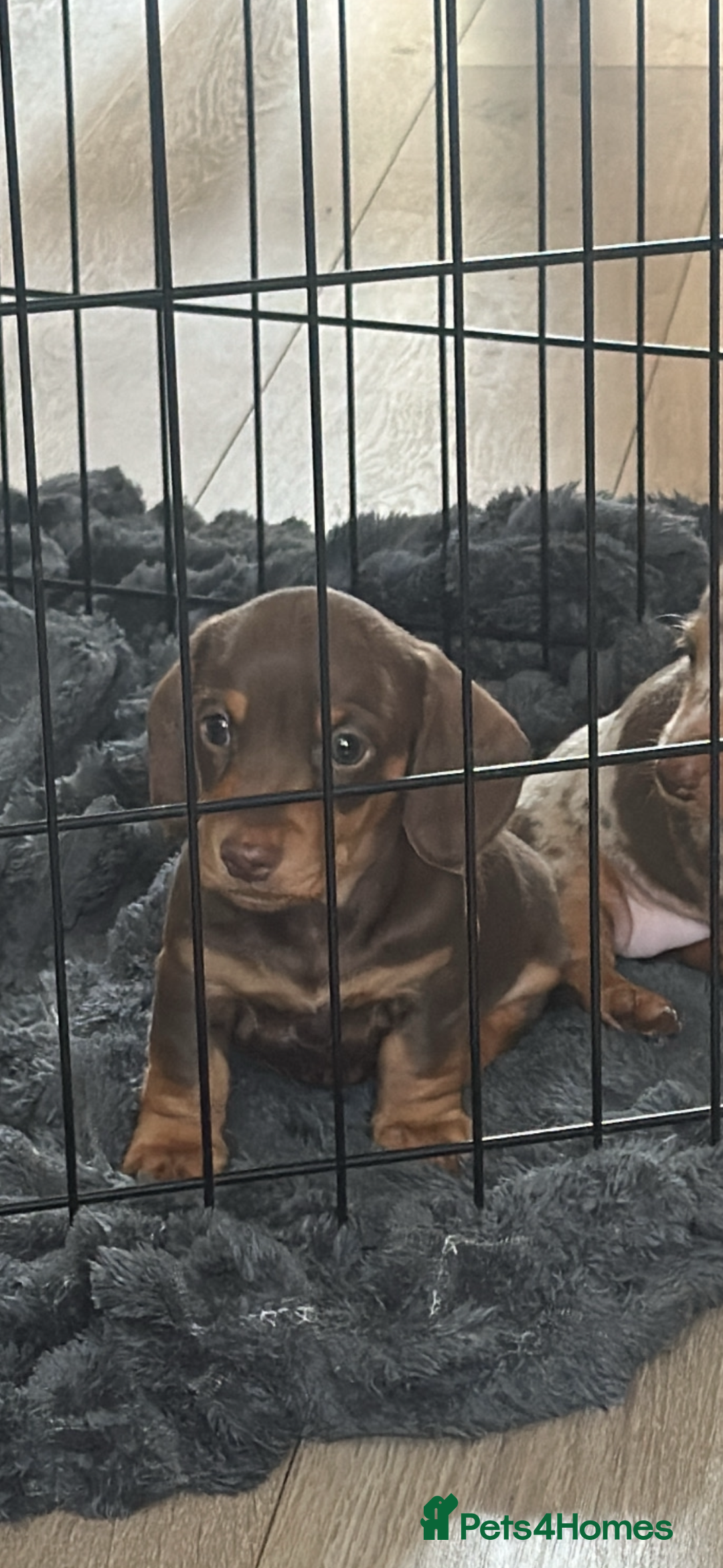 Miniature Dachshund dogs for sale: Miniature daschunds  READY TO LEAVE 29th SEPT - Image 11