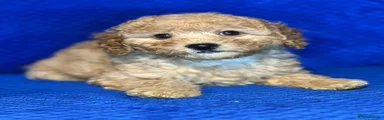Cavapoo 3