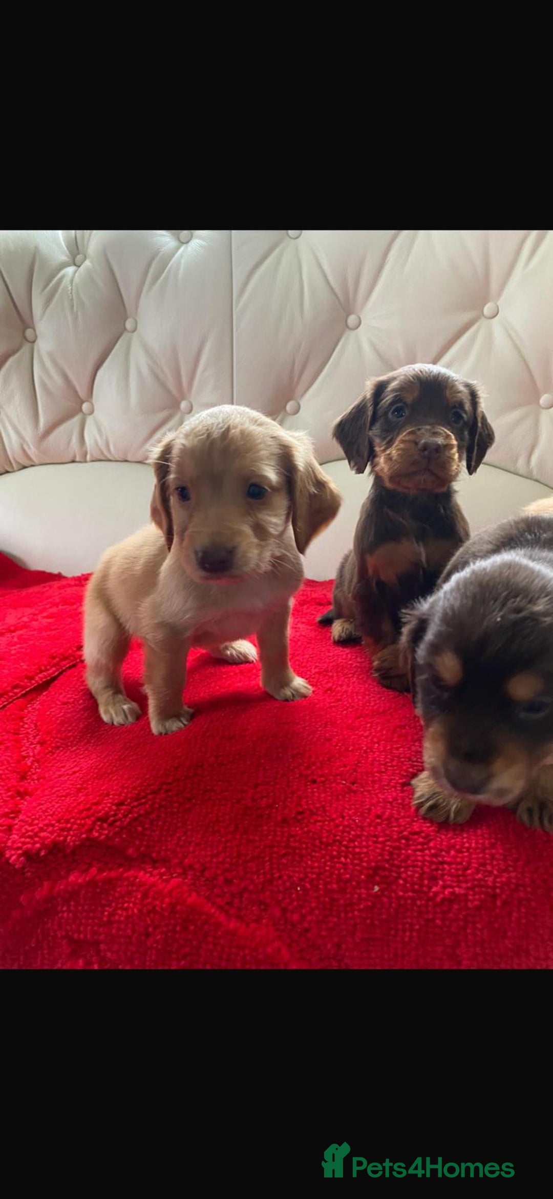 Cocker Spaniel dogs for sale: Beautiful litter of cocker spaniel puppys - Advert 10