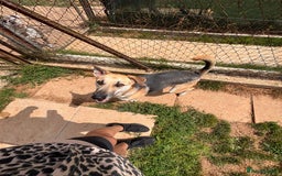 Mixed Breed dogs for adoption: JACK FOR ADOPTION OR FOSTER IN CORNWALL OR DEVON - Image 17