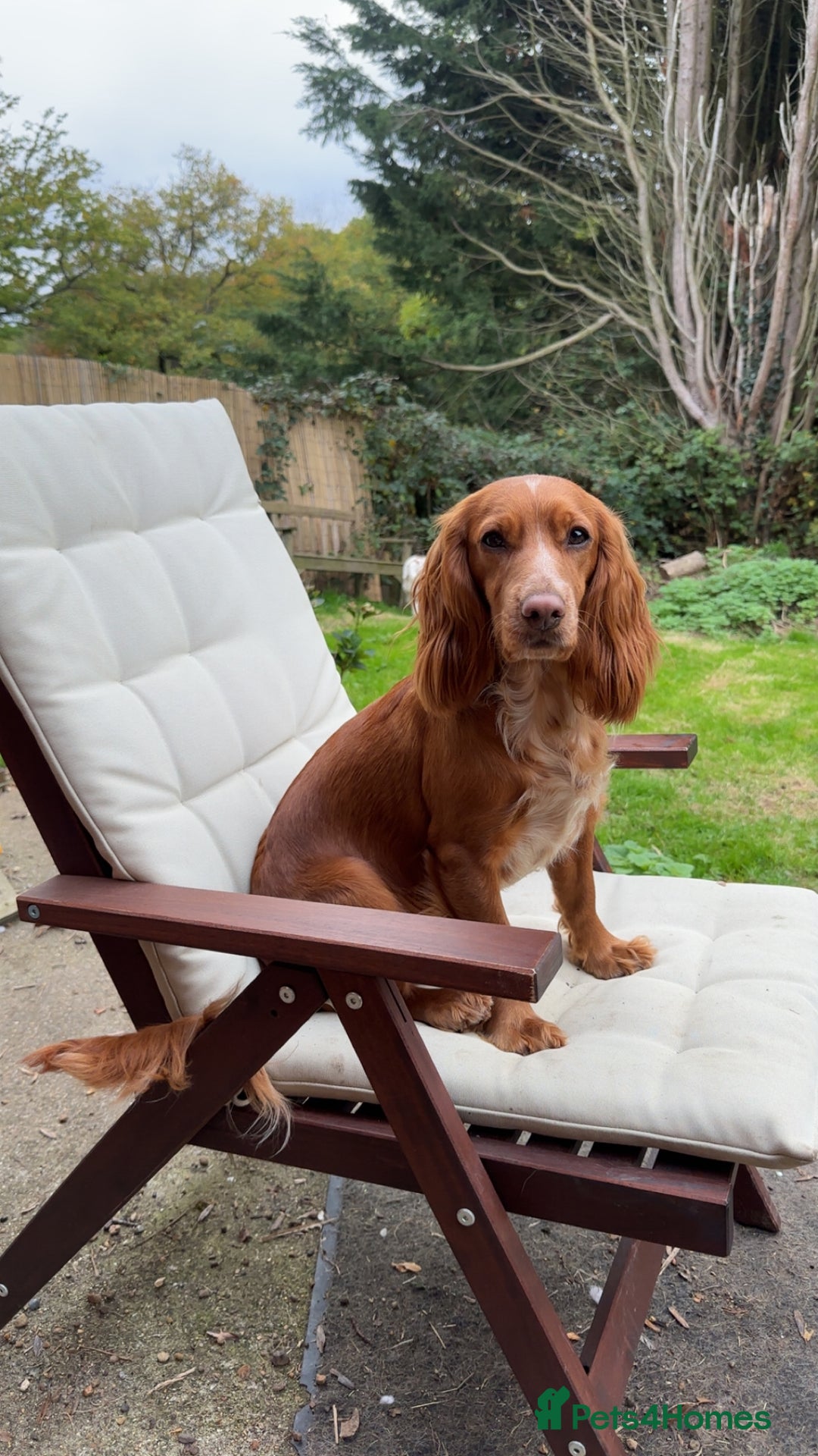 Cocker Spaniel dogs for sale: Working cocker spaniel puppies for sale - Advert 1