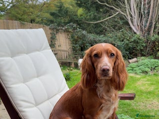 Cocker Spaniel dogs Working cocker spaniel puppies for sale - Advert 2