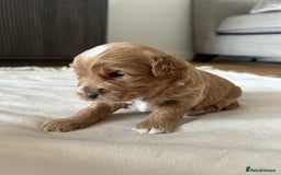 Cavapoo dogs for sale: 💕🐾 Tiny Paws, Big Heart 🐾💕Toy Cavapoo  - Image 18