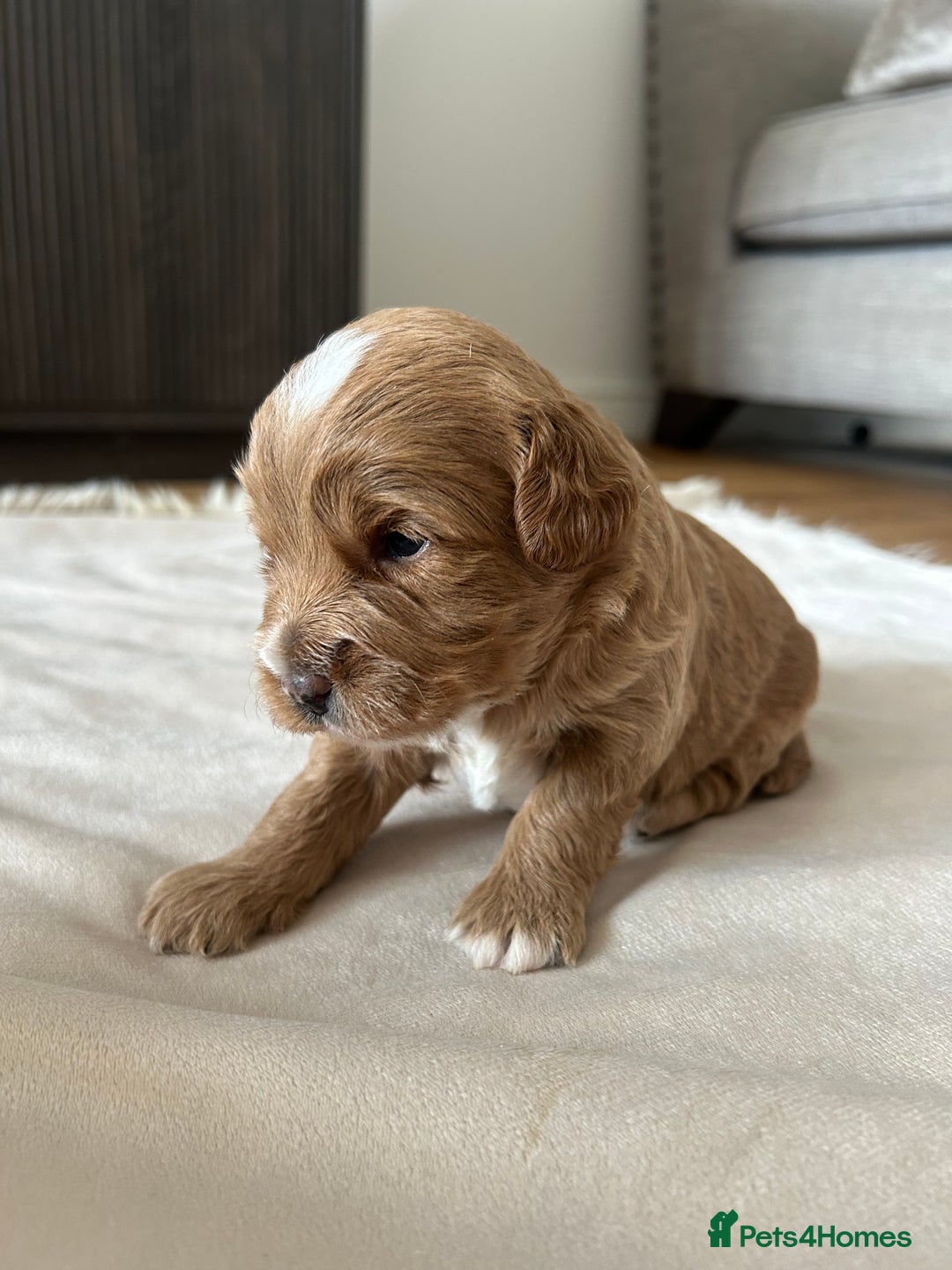 Cavapoo dogs for sale: 💕🐾 Tiny Paws, Big Heart 🐾💕Toy Cavapoo  - Image 18