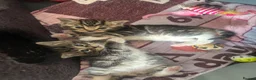 Mixed Breed cats for sale: Tortoise shell male kittens - Advert 7