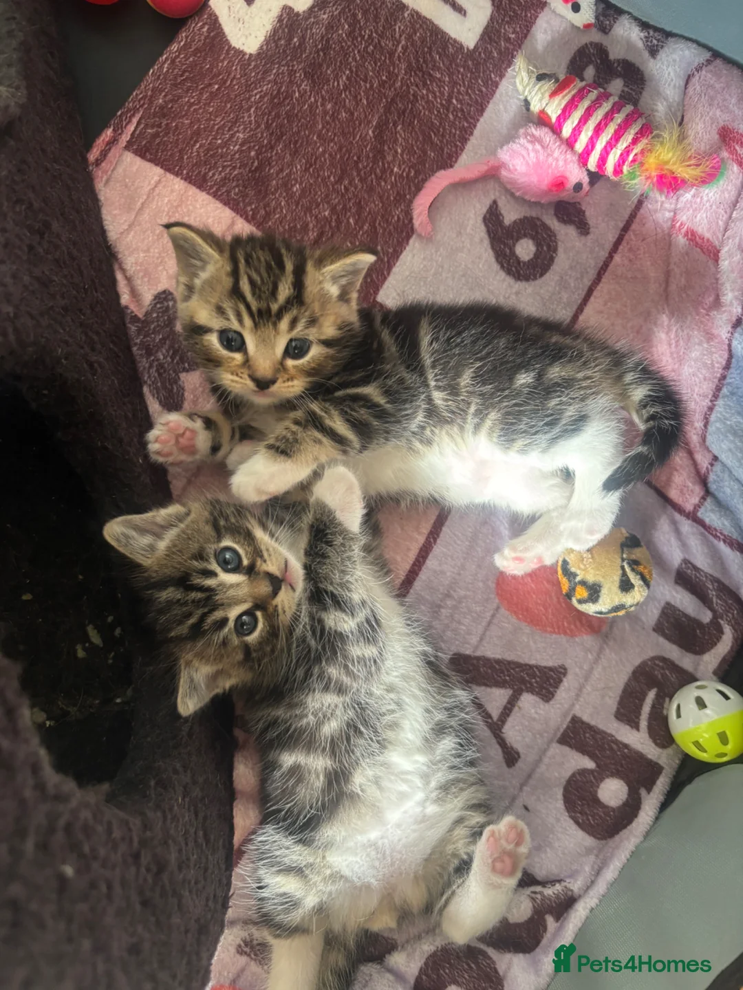Mixed Breed cats for sale: Tortoise shell male kittens - Advert 7