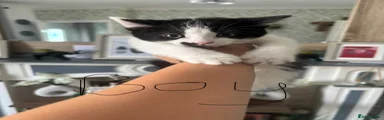 British Shorthair 2