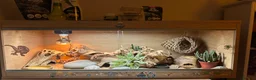Leopard Gecko reptiles for sale: Young male Leopard Gecko - Advert 5