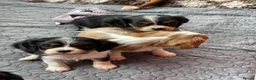 Cavalier King Charles Spaniel dogs for sale: Cavalier King Charles Spaniels  - Advert 20
