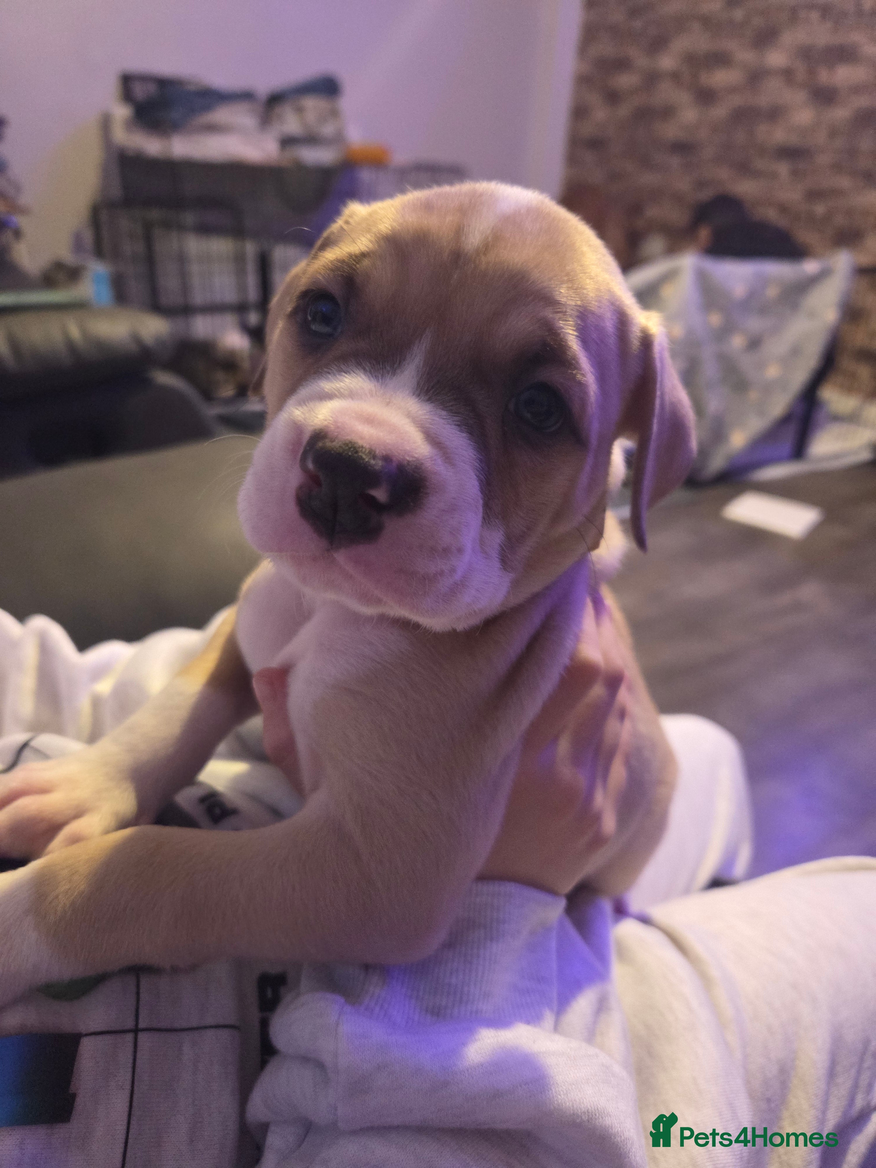 American Bulldog dogs READY TO LEAVE NEXT WEEK American Bulldogs  - Advert 2