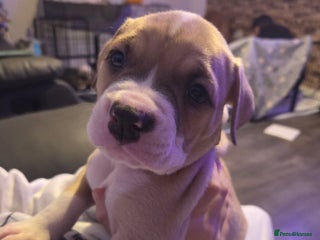 American Bulldog dogs READY TO LEAVE NEXT WEEK American Bulldogs - Advert 2