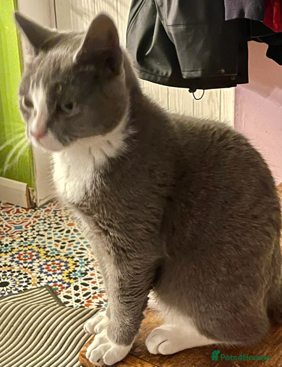 Munchkin cats for sale: Munchkin x Scottish Fold - Advert 14