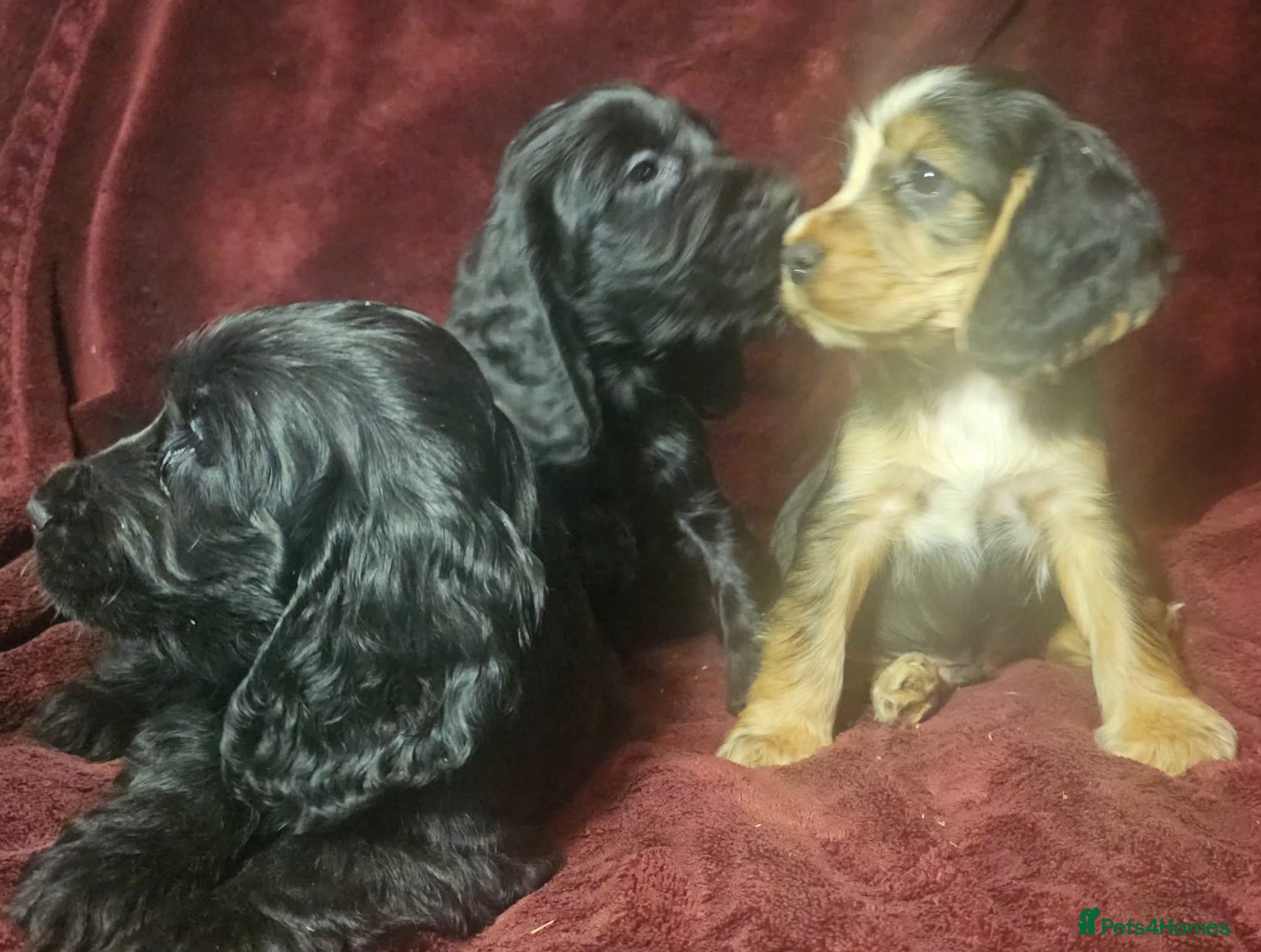 Cocker Spaniel dogs  litter of true show type KC Cocker Spaniels  - Advert 2