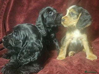 Cocker Spaniel dogs litter of true show type KC Cocker Spaniels - Advert 4